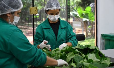 Plantas medicinales. Foto: Itaipu