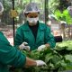 Plantas medicinales. Foto: Itaipu