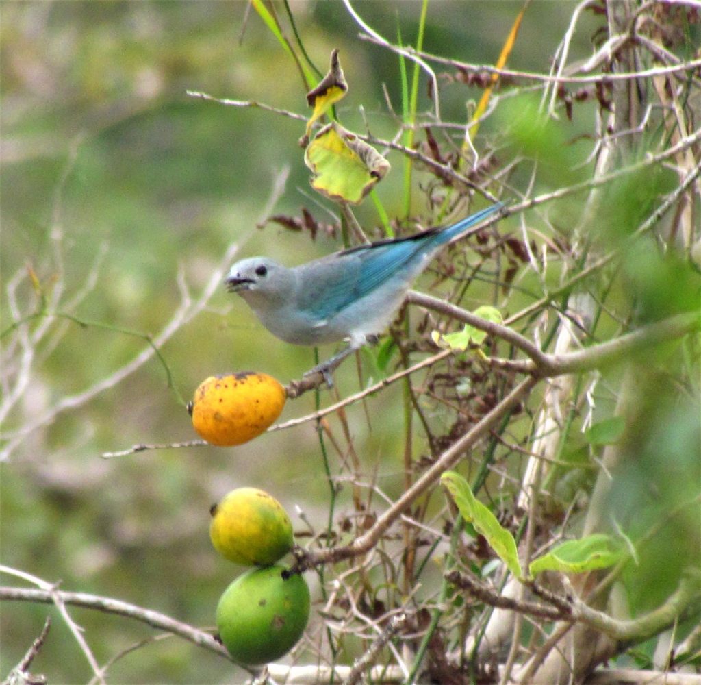 el famoso choguí o celestino, con su color tan característico alimentándose de un fruto amarillo, sinónimo de que ya está maduro (Foto por Rebeca Irala Melgarejo)