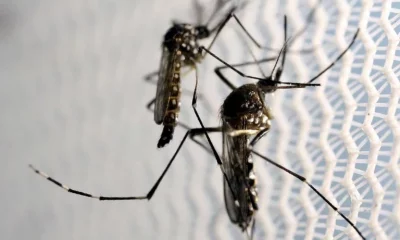 El aedes aegypti es agente transmisor del chikunguya y dengue por lo que instan a eliminar los criaderos de mosquitos. Foto: Infobae.