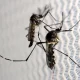 El Dengue es transmitido por el Aedes aegypt. Foto: Infobae.