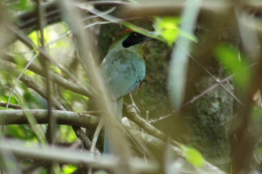 Baryphthengus ruficapillus. Foto: Édgar Romero.