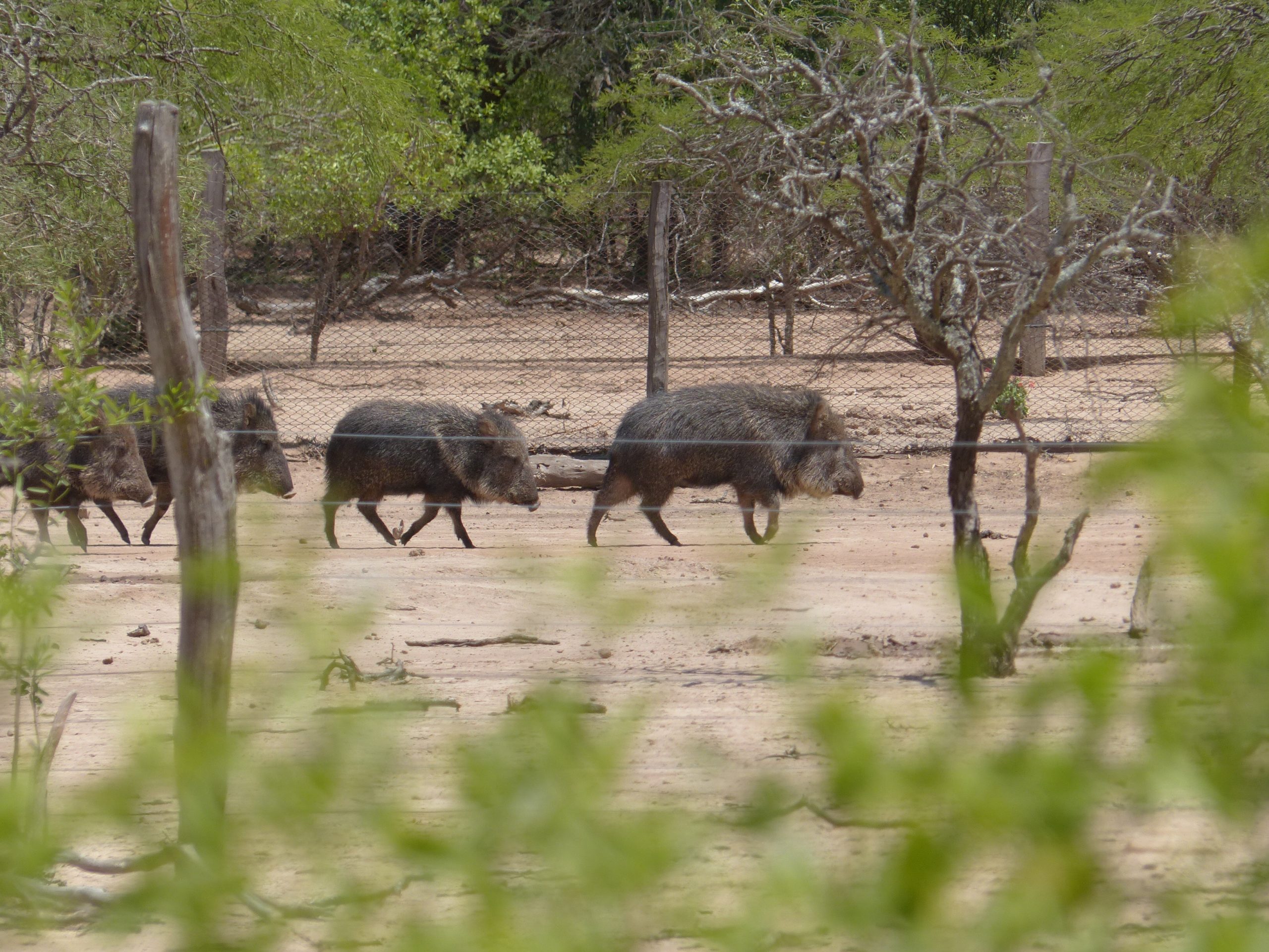 Catagonus wagneri . Fortín Toledo, 2016. Pecarí chaqueño, tagua. Categorías de amenaza: EN (UICN), EN (MADES). Endémico del Chaco Seco. Foto: Agustín Paviolo.