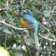 Las selvas y bosques tropicales y subtropicales de las Américas tienen unas aves muy llamativas por sus colores, también por unas vocalizaciones muy particulares que se oyen a distancias importantes, conocidas con el nombre vernáculo de “suruku'a”. Foto: Hugo del Castillo.