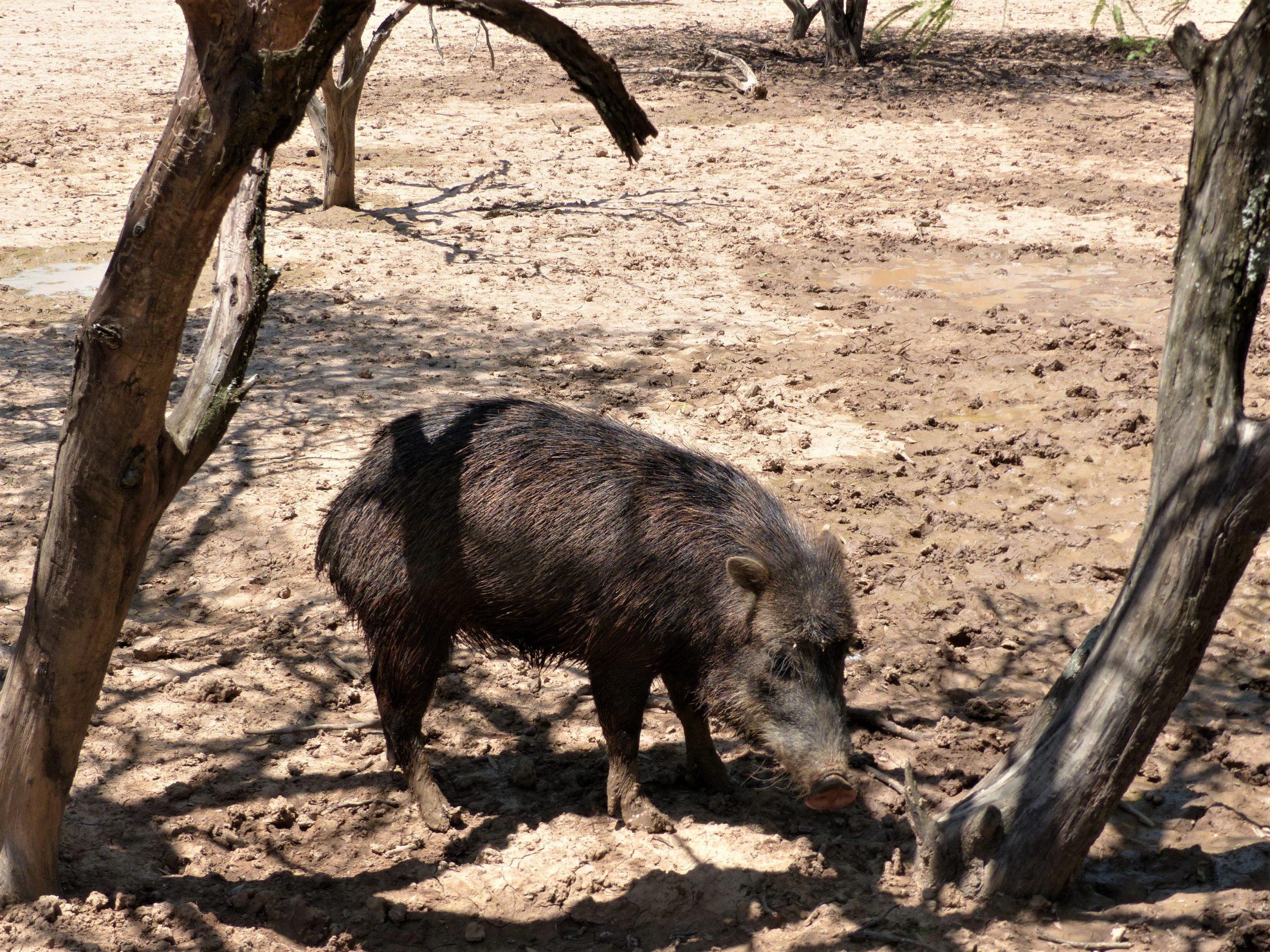 Tayassu pecari. Fortín Toledo, 2016. Pecarí labiado, pecarí de labio blanco, tañy kati. Categorías de amenaza: VU (UICN), VU (MADES). Desde el centro-norte de Argentina hasta Centroamérica. Foto: Agustín Paviolo.