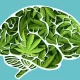La adicción a la marihuana genera problemas en el proceso cognitivos y psicológicos. Foto: BBC Mundo