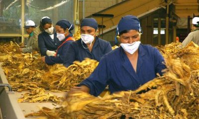 Trabajadoras en una tabacalera. Foto: Gentileza