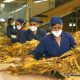 Trabajadoras en una tabacalera. Foto: Gentileza