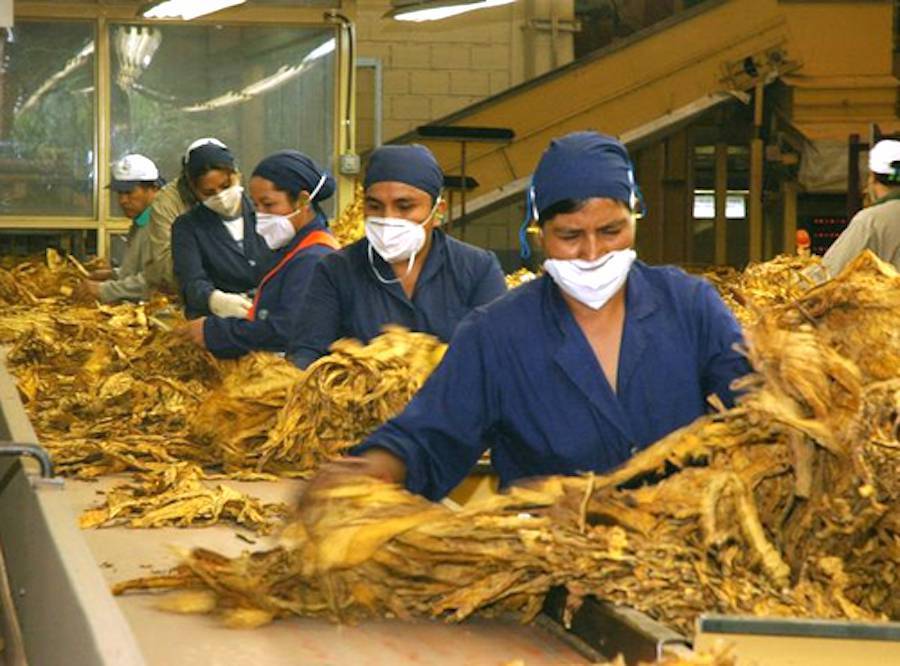 Trabajadoras en una tabacalera. Foto: Gentileza
