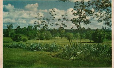 Pradera del Jardín Botánico de Asunción. Ca. 1965. Acervo Milda Rivarola (Imagoteca Paraguay)