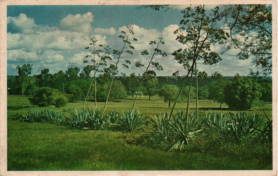 Pradera del Jardín Botánico de Asunción. Ca. 1965. Acervo Milda Rivarola (Imagoteca Paraguay)