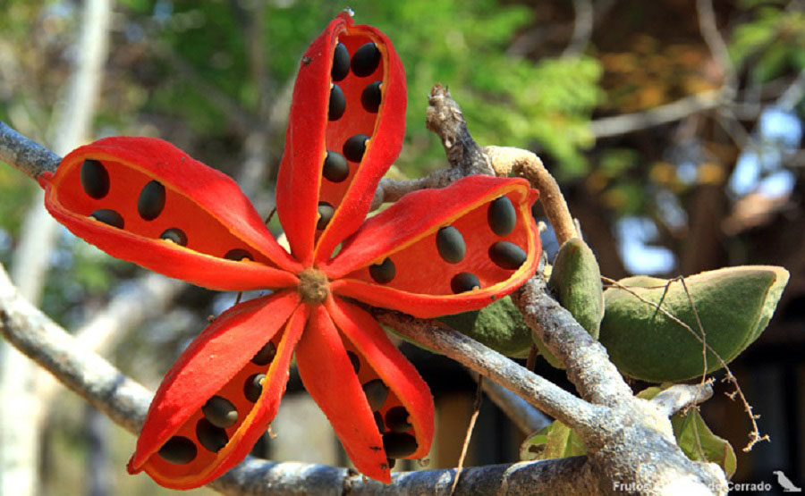 Flor y semillas de manduvi guasu (Sterculia striata). Cortesía