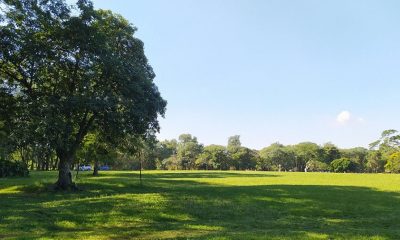 Jardín Botánico de Asunción. Vista actual de la Pradera Recreo. Archivo de la cátedra Historia de la Arquitectura del Paisaje en Paraguay (FADA UNA)