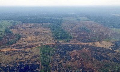 Árboles quemados por un incendio forestal en el departmento de Guaviare, al noroeste de la Amazonia colombiana. Foto: El País