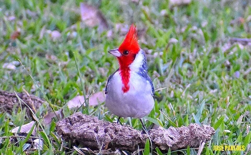 Cardenal. Foto: María José Paredes.