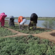 Mujeres tamizan el trigo en un campo cerca de Segou, en el centro de Malí. Foto: Euronews.