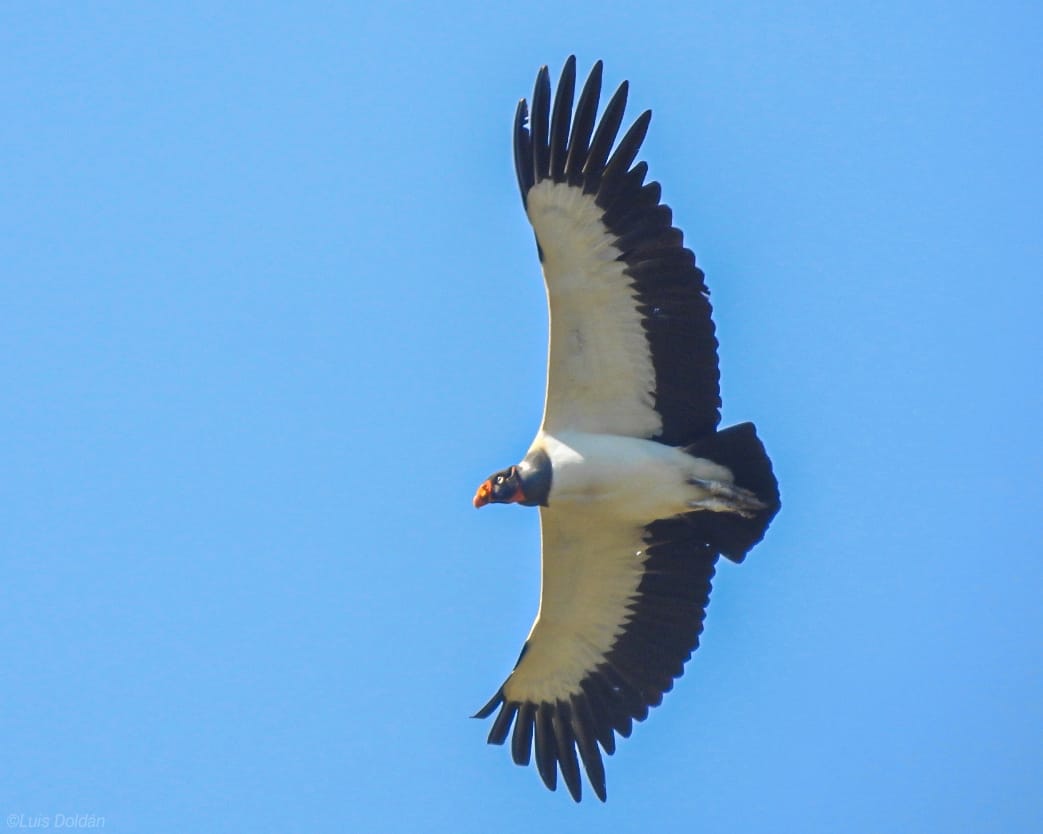 Sarcoramphus papa en vuelo. Foto: Luis Doldán