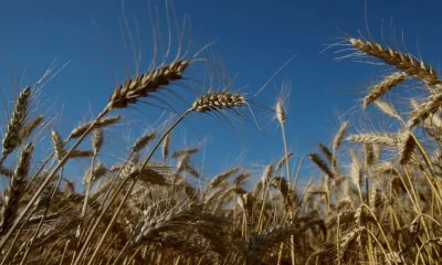 La UE denunció el uso de la comida como arma de guerra por parte de Rusia. Foto: Infobae