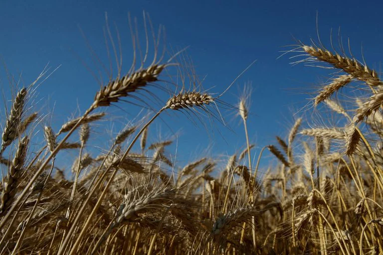 La UE denunció el uso de la comida como arma de guerra por parte de Rusia. Foto: Infobae