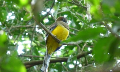 Trogon rufum hembra.