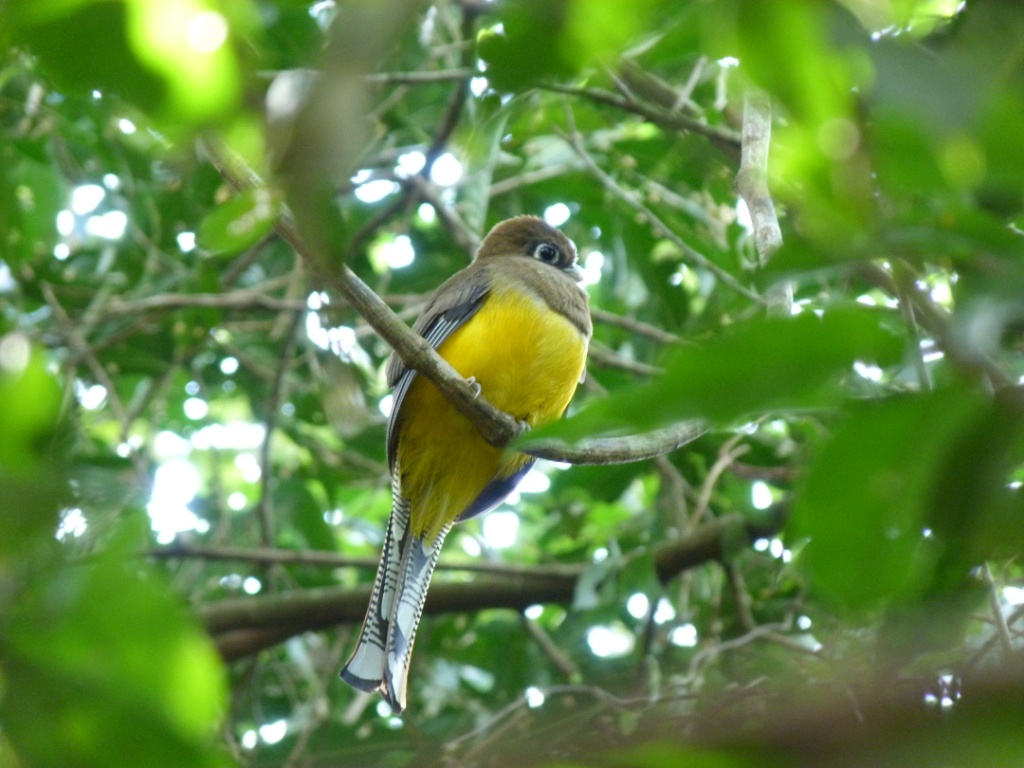 Trogon rufum hembra.