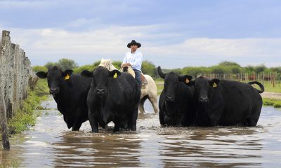 Se espera que los remates superen los USD 3 millones. Foto: ARP