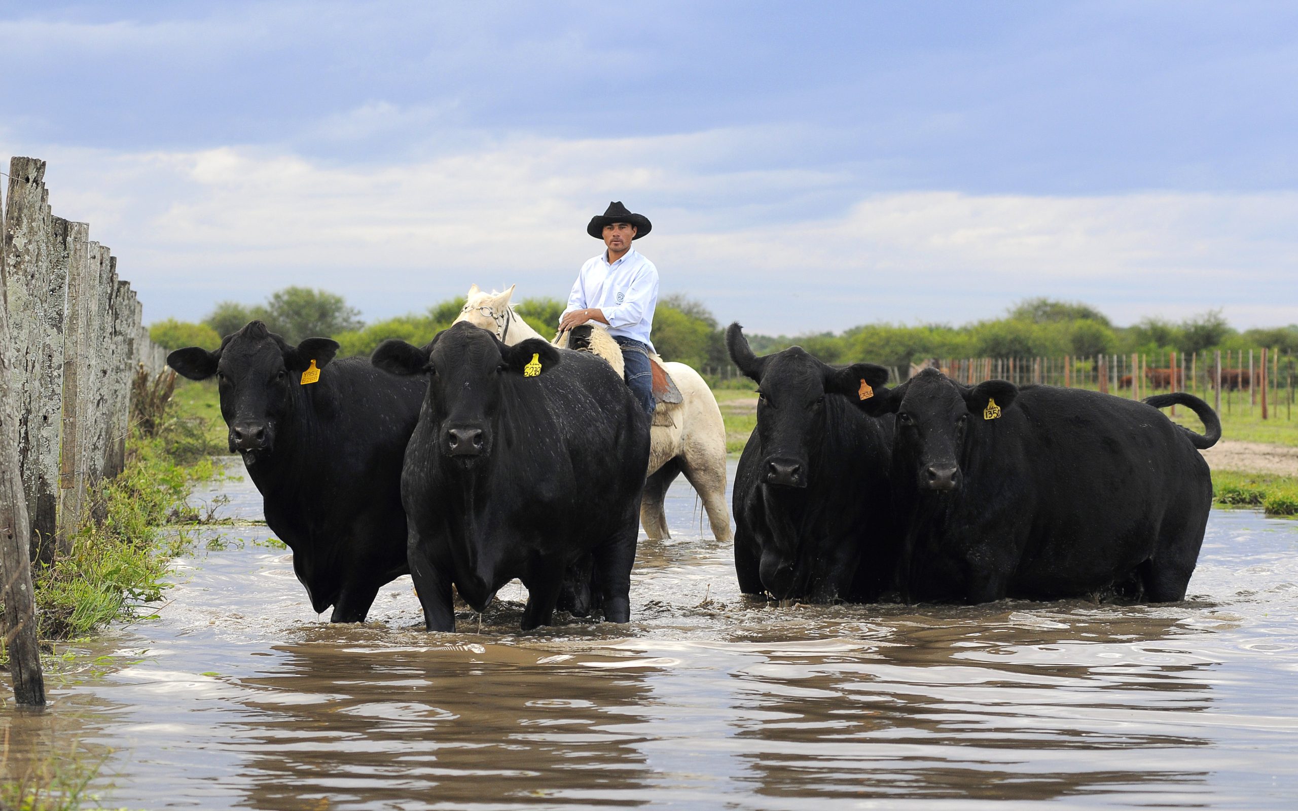 Se espera que los remates superen los USD 3 millones. Foto: ARP