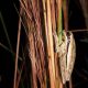 Rana Boana pulchella conocida como rana trepadora. Foto: Gentileza