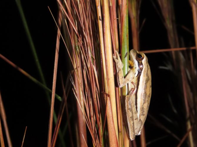 Rana Boana pulchella conocida como rana trepadora. Foto: Gentileza