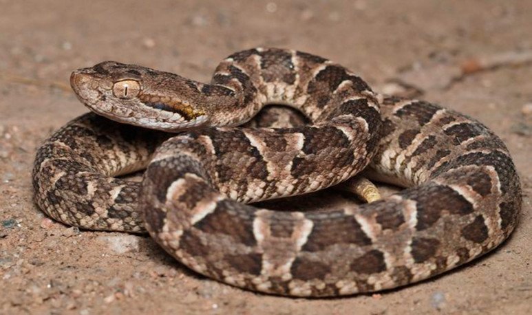 Se reportó otra víctima fatal a causa de mordedura de serpiente. Foto Ilustrativa