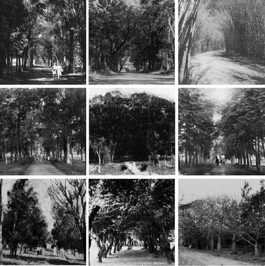 Algunas de las alamedas del Jardín Botánico. Fuente: Cátedra Historia de la Arquitectura del Paisaje en Paraguay (FADA-UNA).