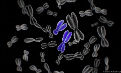En azul están los cromosomas masculinos (Y). Foto: DW
