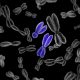 En azul están los cromosomas masculinos (Y). Foto: DW
