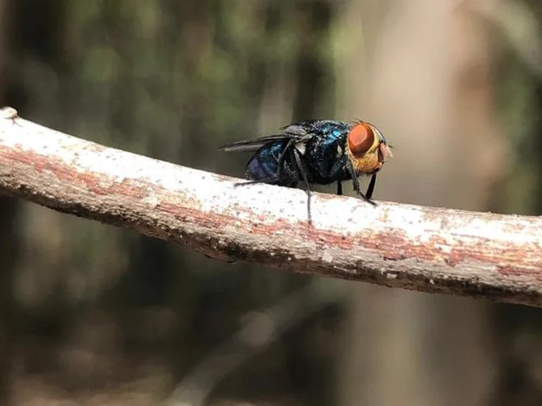 Mosca bichera. Foto: Infobae