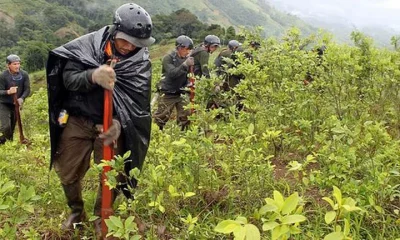 Plantación de coca en el Vraem, Perú. Foto: Infobae