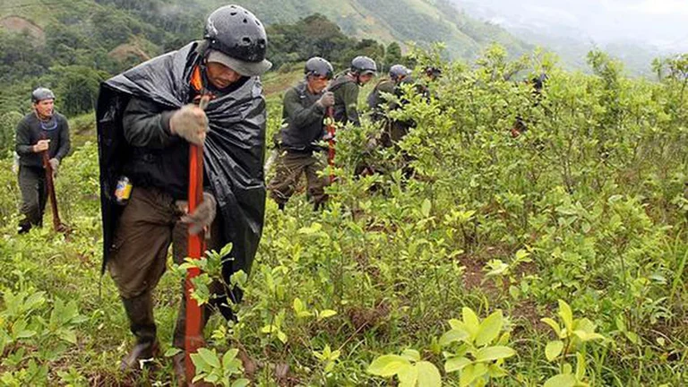 Plantación de coca en el Vraem, Perú. Foto: Infobae