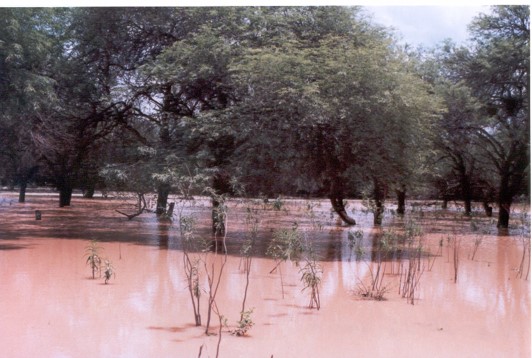 Prosopis alba. Ruta Transchaco.