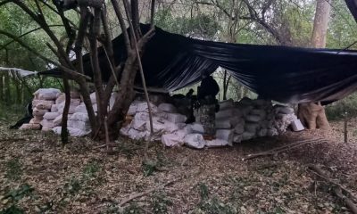 Campamento marihuanero. Gentileza