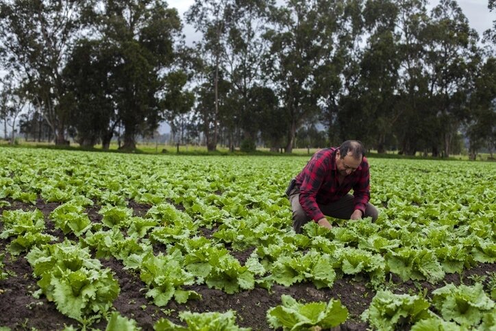 Empresa agrícola. Foto: Gentileza