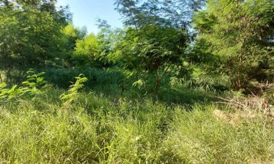 El hallazgo se produjo en un patio baldío en San Antonio. Foto: Imagen ilustrativa