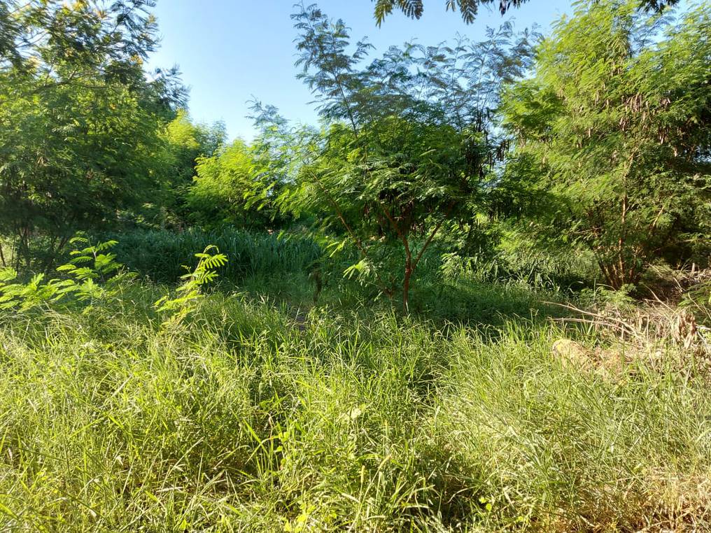 El hallazgo se produjo en un patio baldío en San Antonio. Foto: Imagen ilustrativa