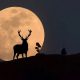 Superluna del Ciervo se verá este miércoles 13 de julio. Foto: El Mundo.