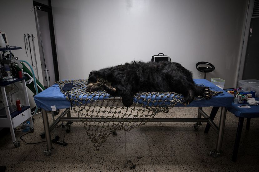 Billy el oso de anteojos del Parque Jaime Duque en Colombia, fallece después de una eutanasia. Foto: El País