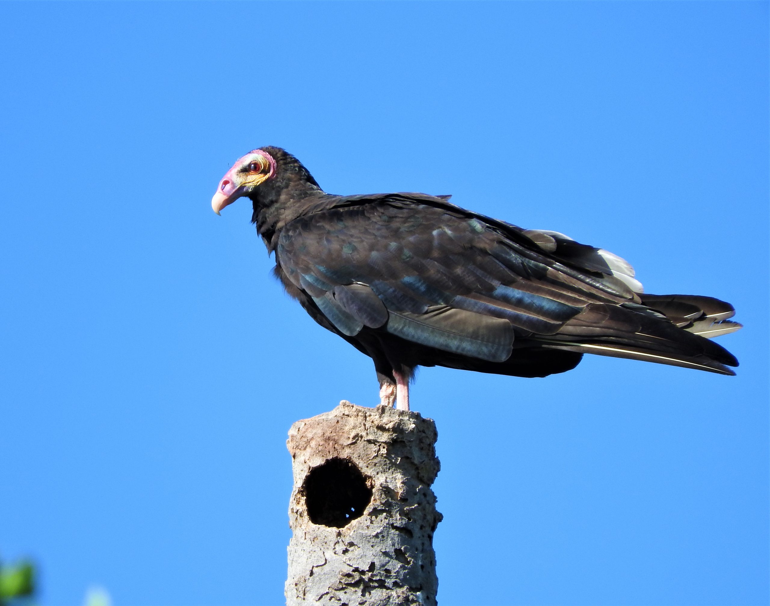 Buitre de cabeza amarilla Cathartes burrovianus. Foto:Rebeca Irala