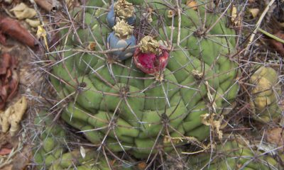 Gymnocalycium cactus globoso. Foto: Lidia Perez de Molas