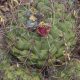 Gymnocalycium cactus globoso. Foto: Lidia Perez de Molas