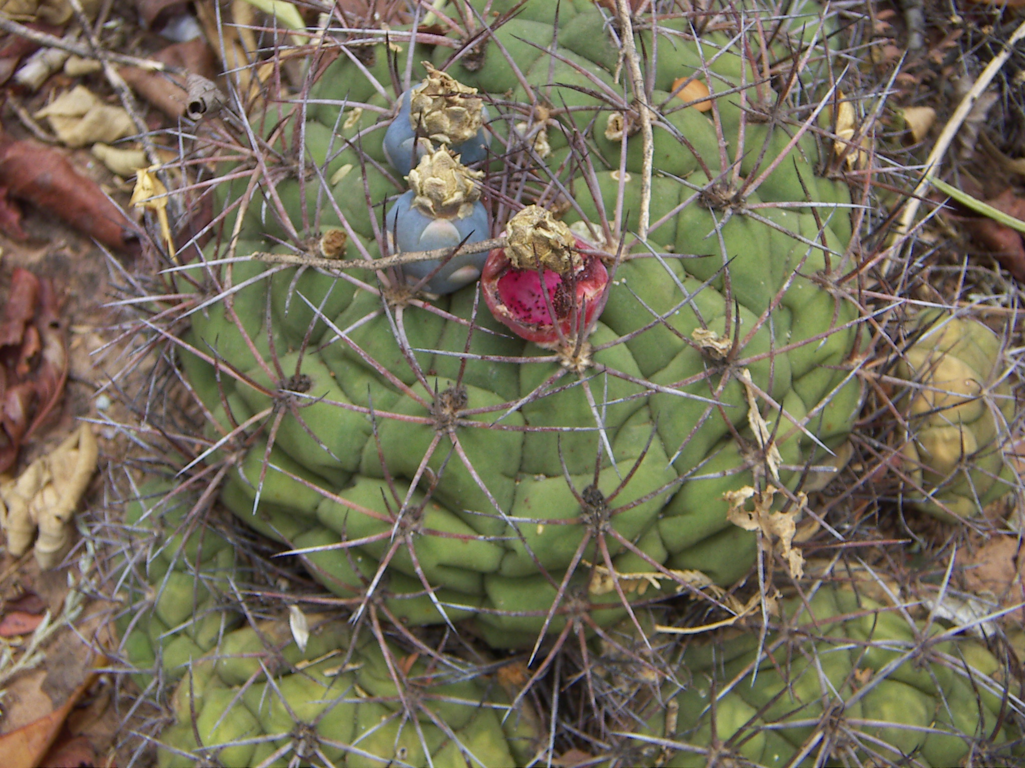 Gymnocalycium cactus globoso. Foto: Lidia Perez de Molas