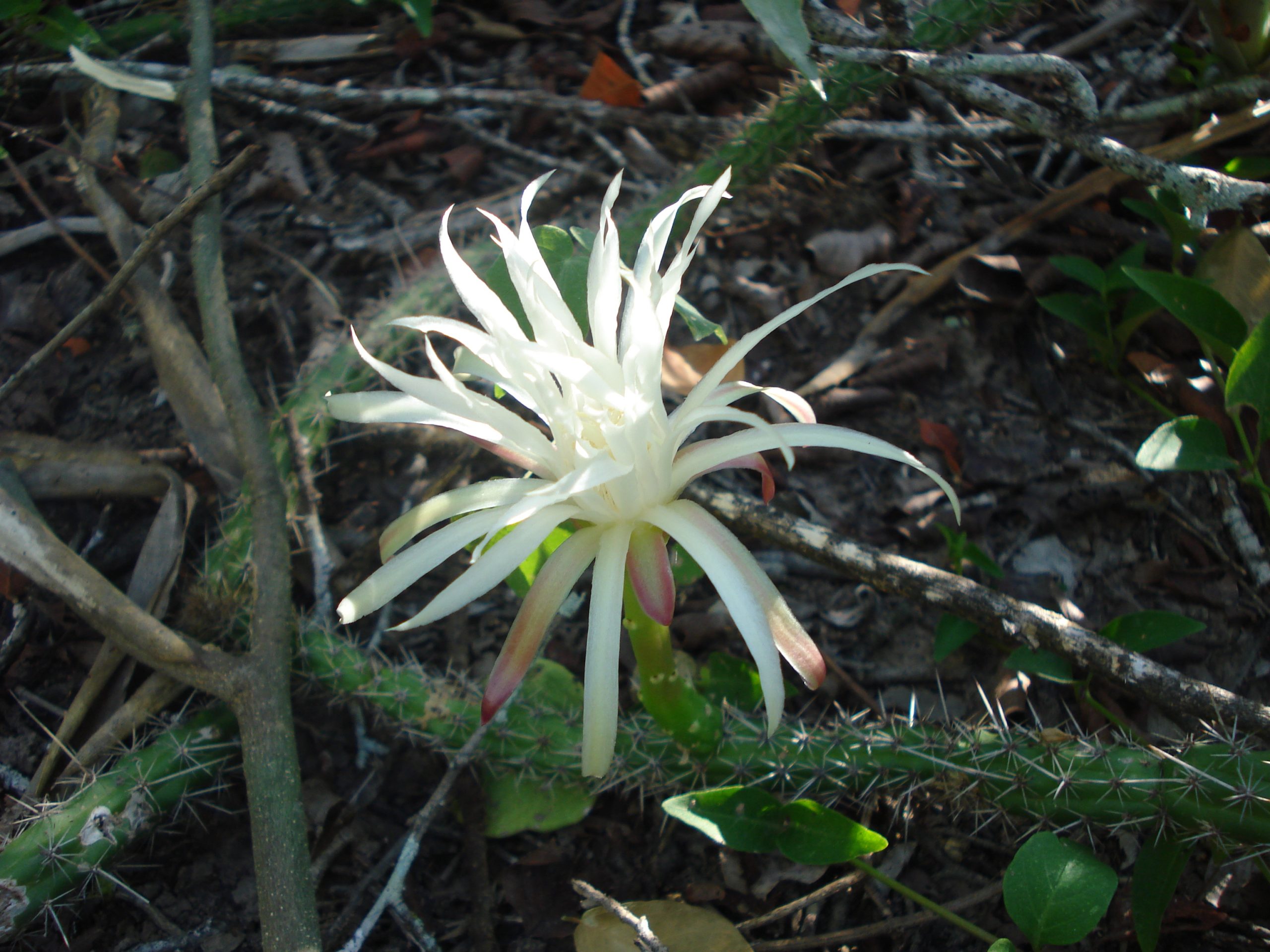 Echinopsis. Foto: Lidia Perez de Molas.