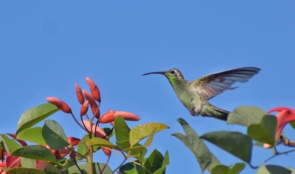 Picaflor de antifaz (Polytmus guainumbi). Foto JM Paredes