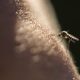 Un mosquito picaba a una persona. Foto: El País